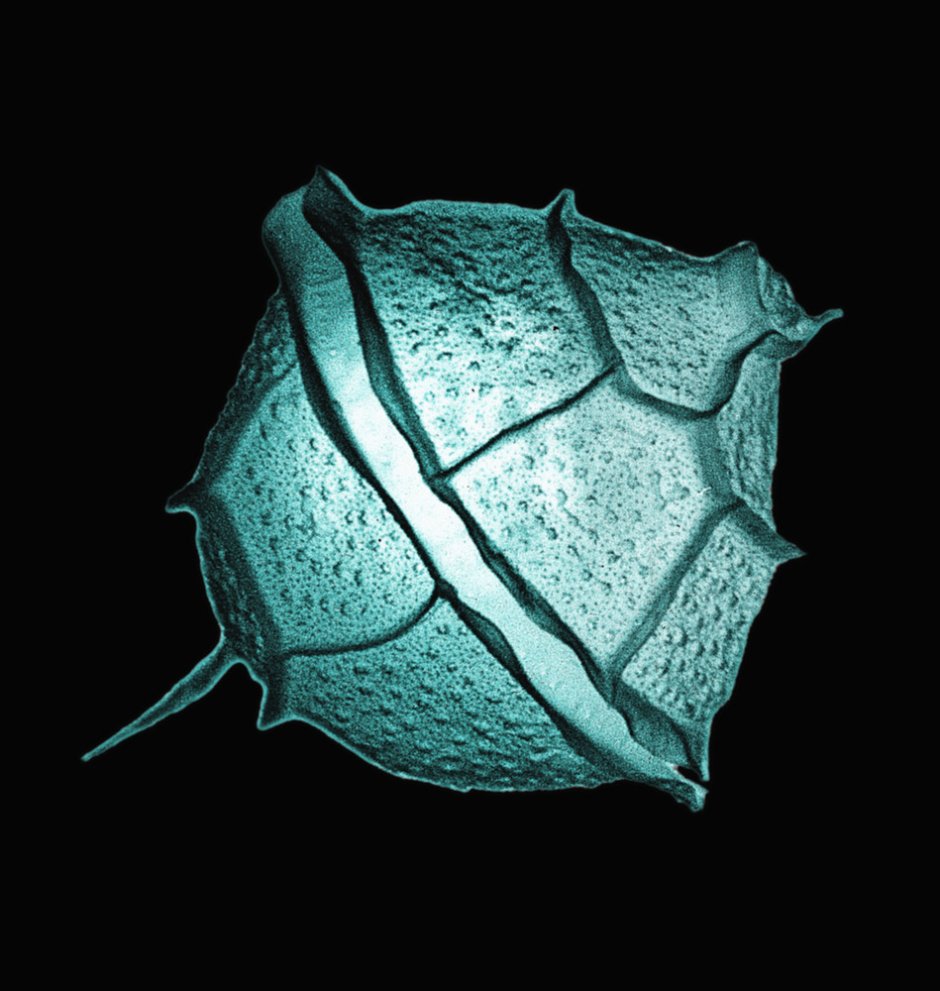 Динофлагелляты ночесветки