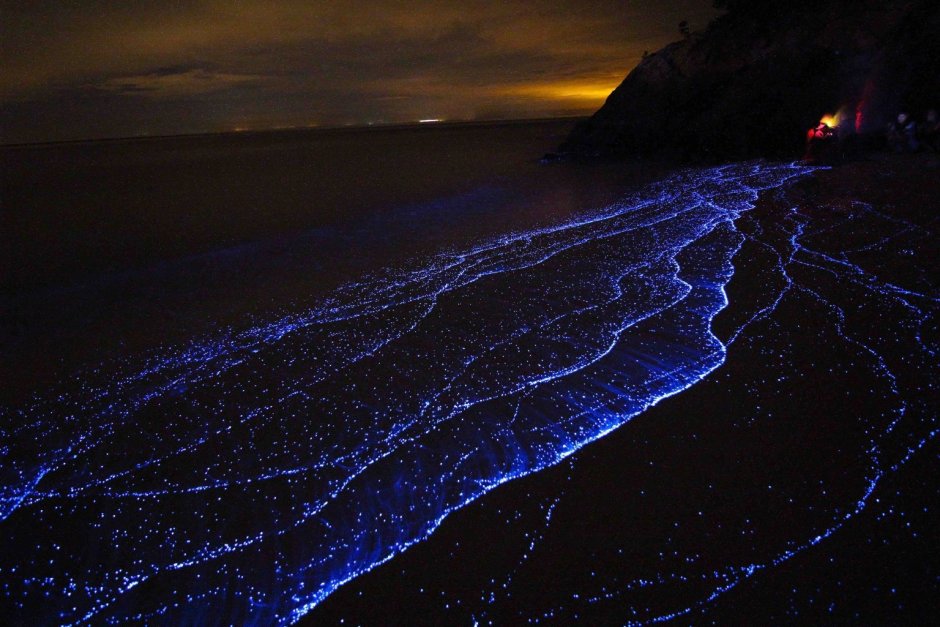 Ноктилюка ночесветка