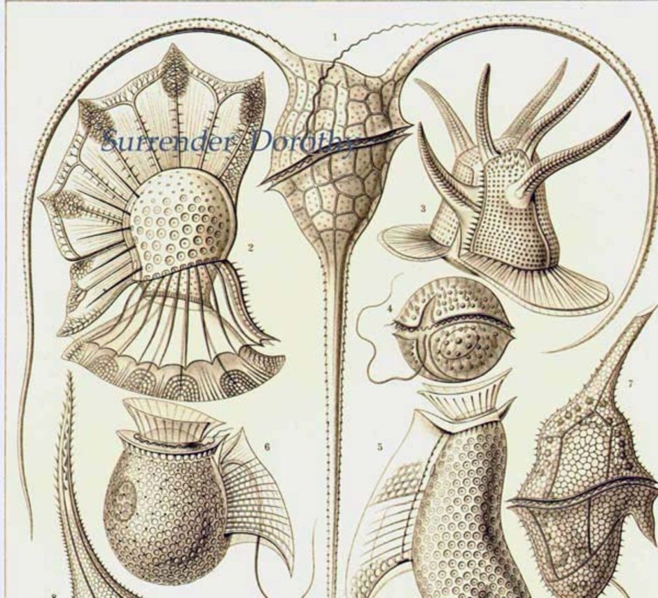 Водоросли - перидинеи строение
