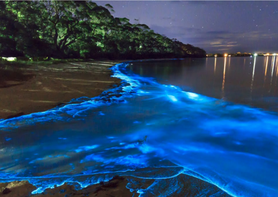 Планктон ночесветка