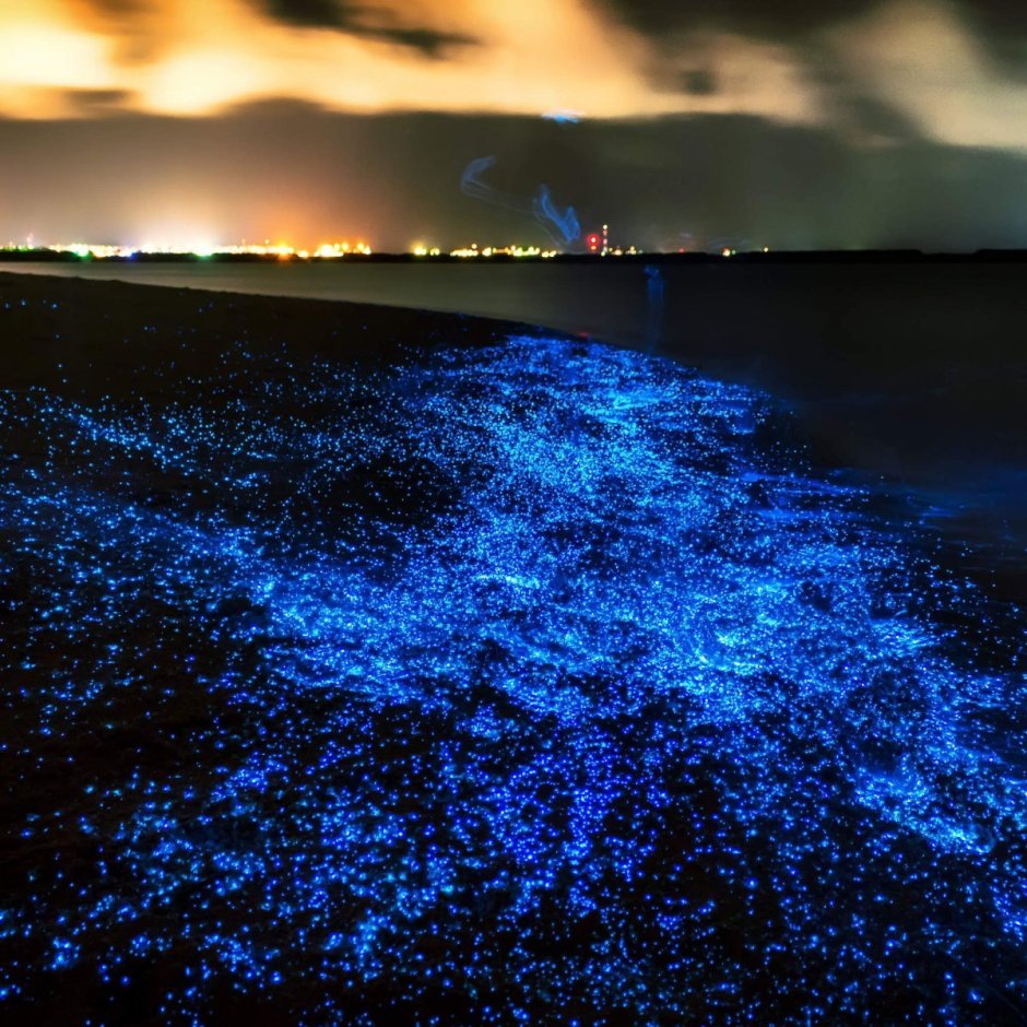 Остров Ваадху, Мальдивы. Планктон