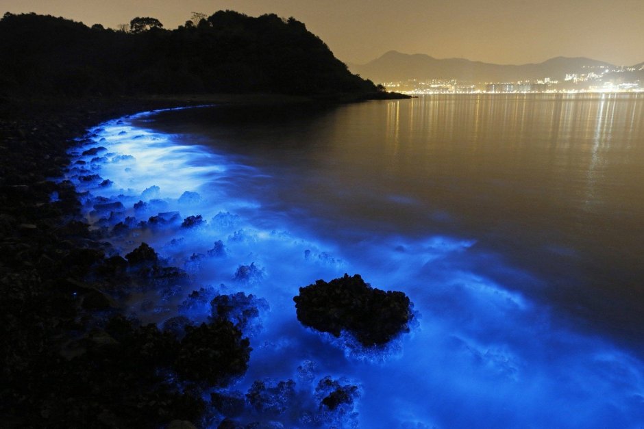 Планктон ночесветка