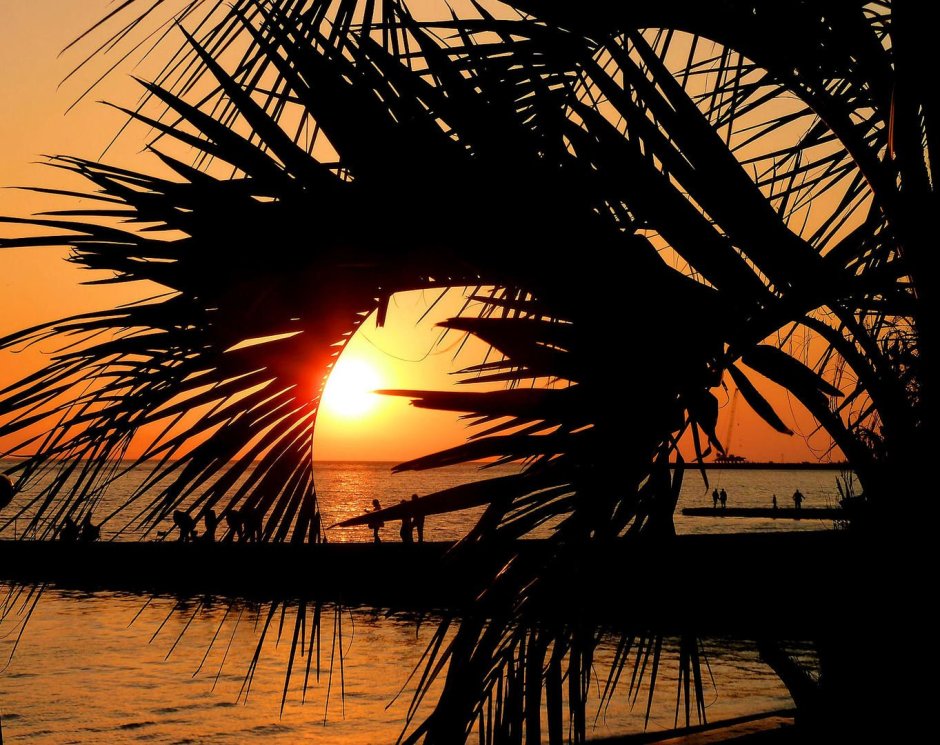 Сочи пляж пальмы