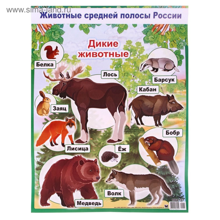 Животные средней полосы