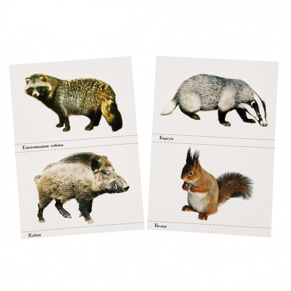 Животные средней полосы России