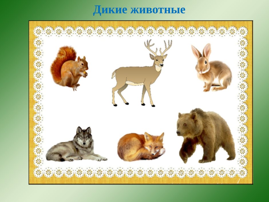 Дикие животные для дошкольников