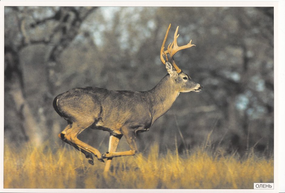 Животные средней полосы России