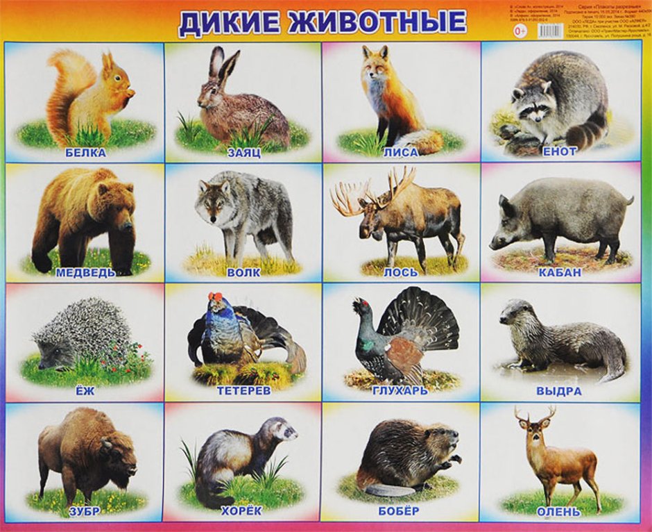 Дикие животные для детей