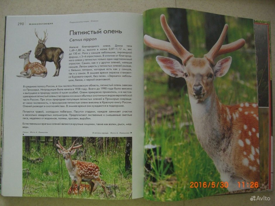 Энциклопедия. Дикие животные