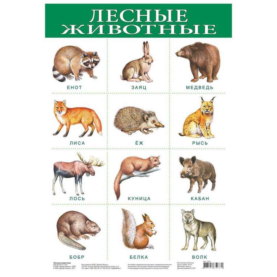 Лесные животные для детей