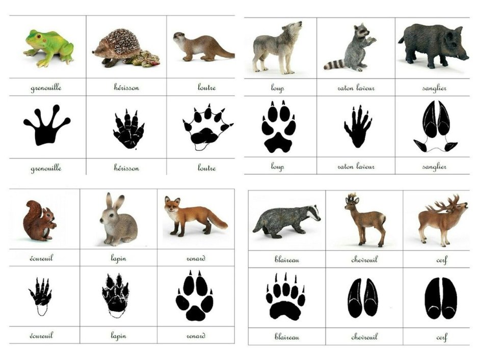 Следы животных средней полосы России