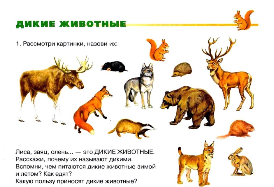 Дикие животные для дошкольников