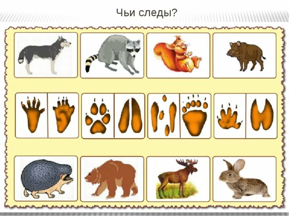 Дикие животные для дошкольников