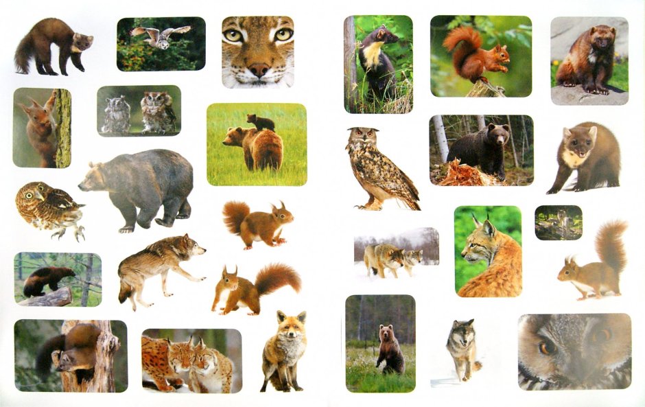 Коллаж диких животных