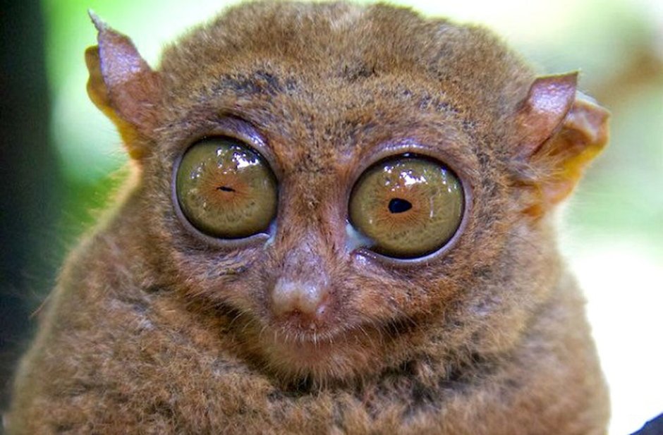 Глаза долгопята