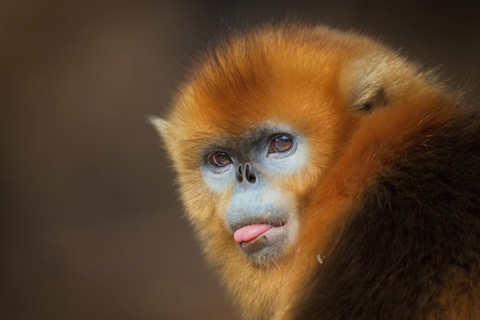 Обезьяна Рокселланов ринопитек