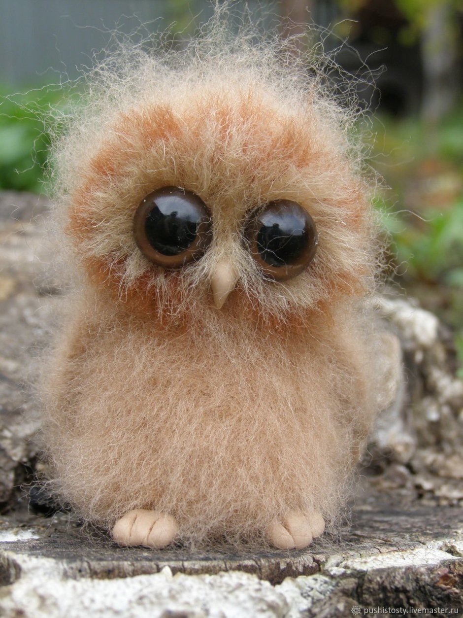 Птенец сплюшки