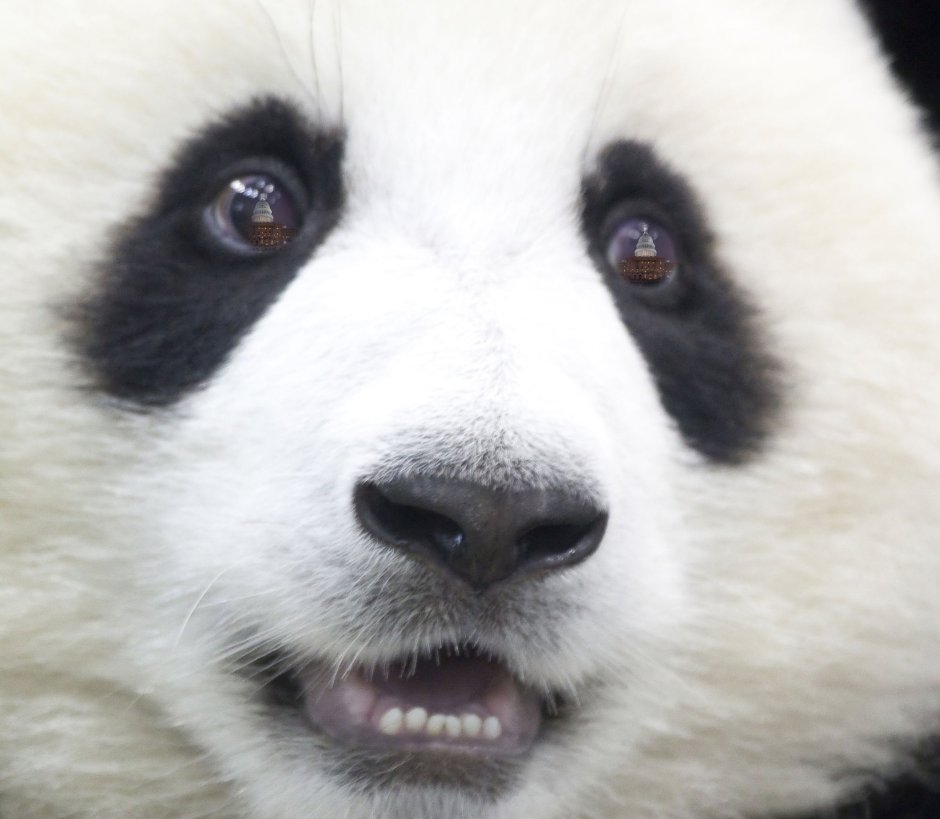 Глаза панды