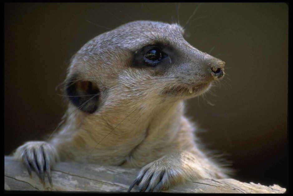 Зверек с темными глазами