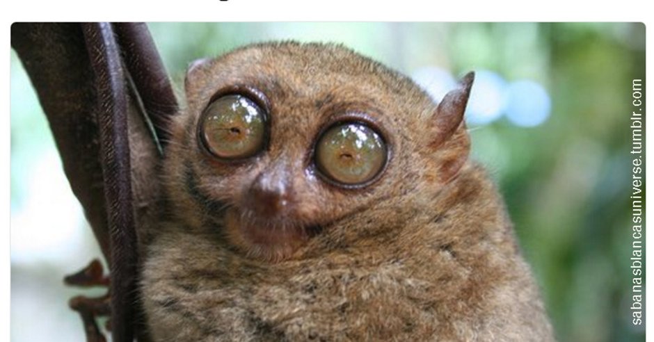 Лори, долгопят, галаго