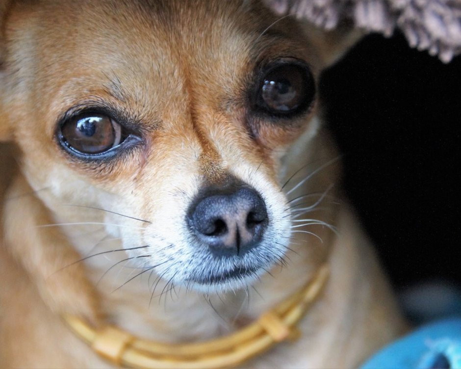 Мордочка чихуахуа