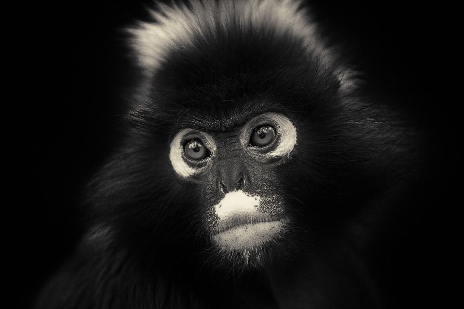 Обезьяны с белыми кругами вокруг глаз