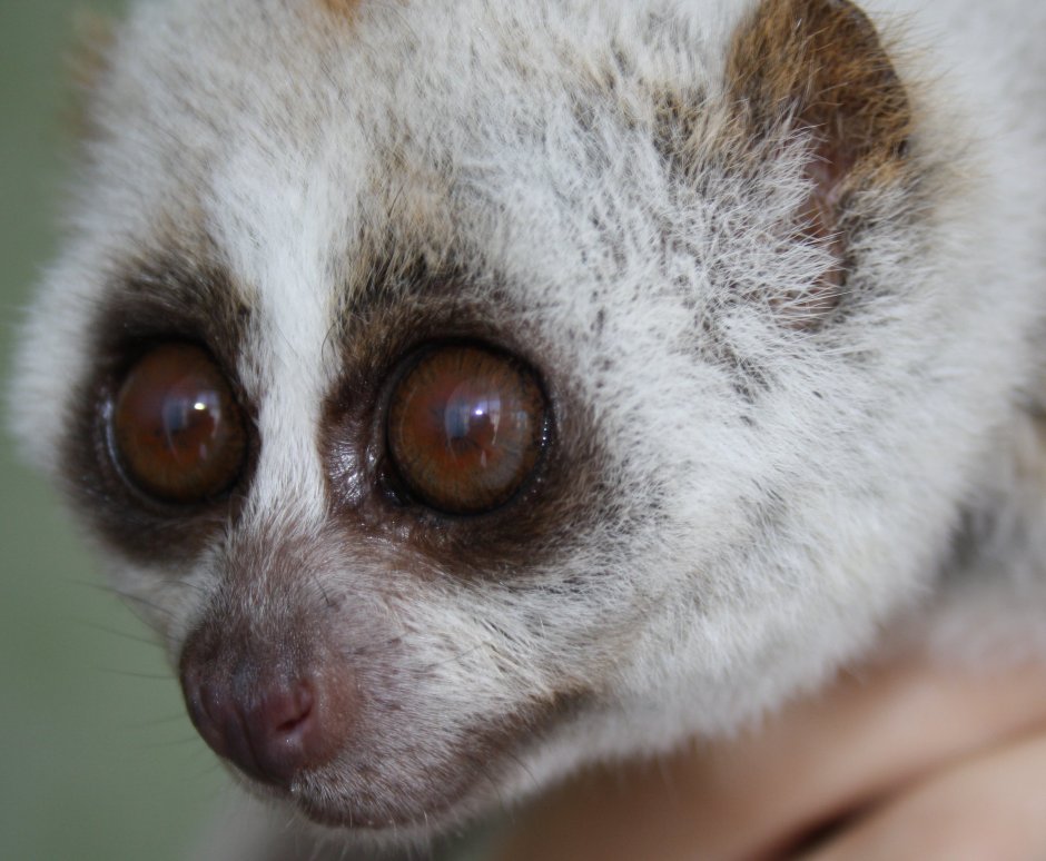 Мадагаскарский лемур Лори