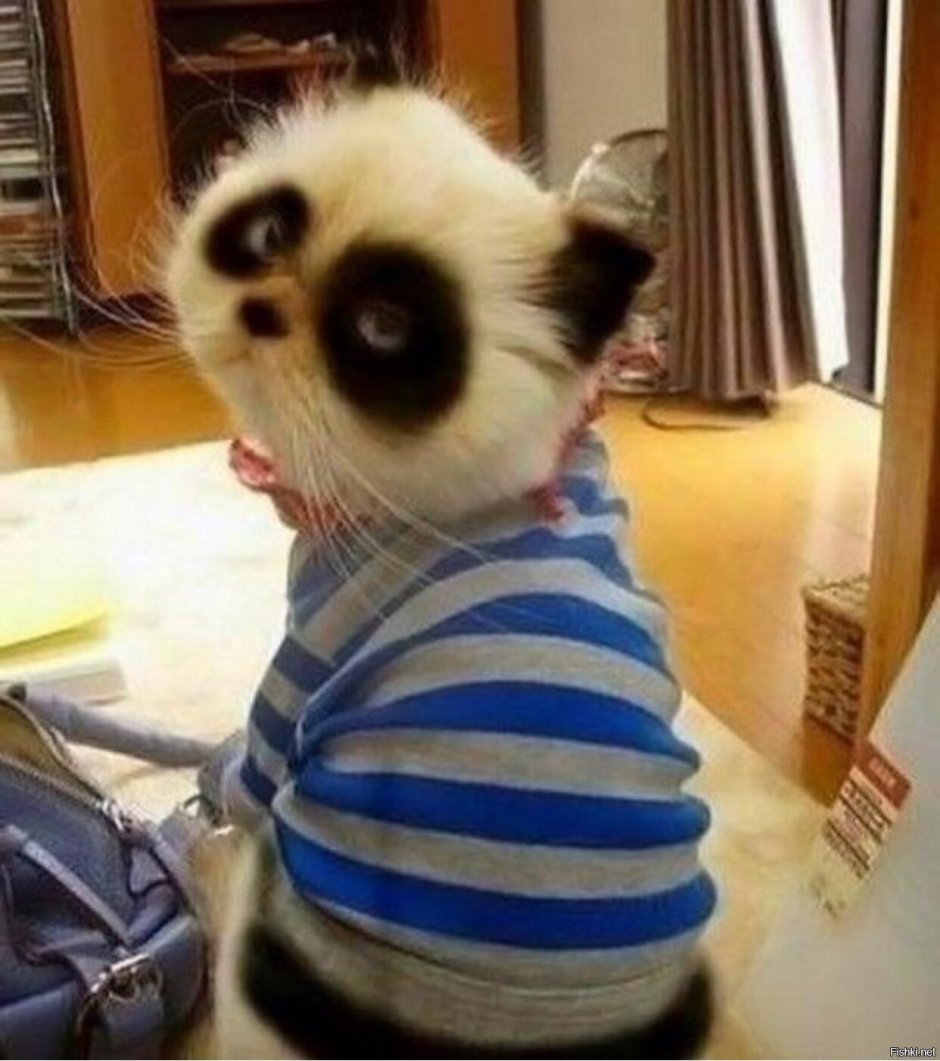 Кошка Панда