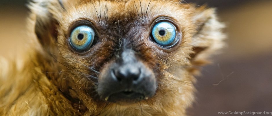 Лемур с выпученными глазами