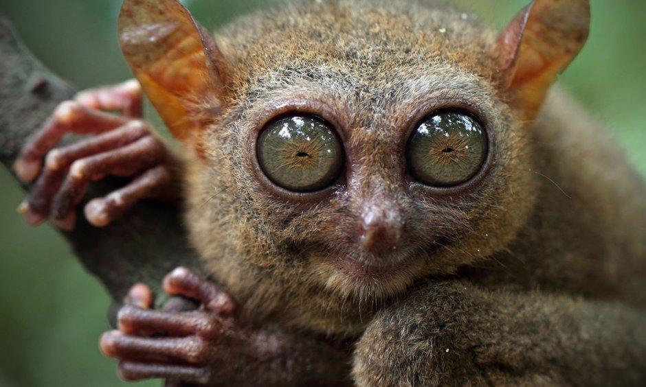 Сумчатый долгопят