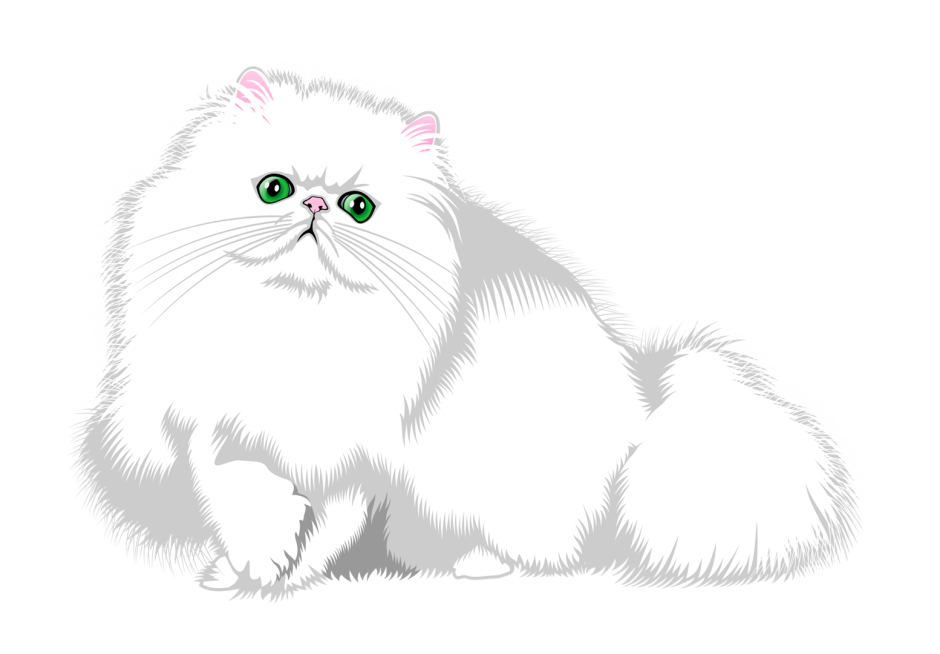 Персидская кошка раскраска
