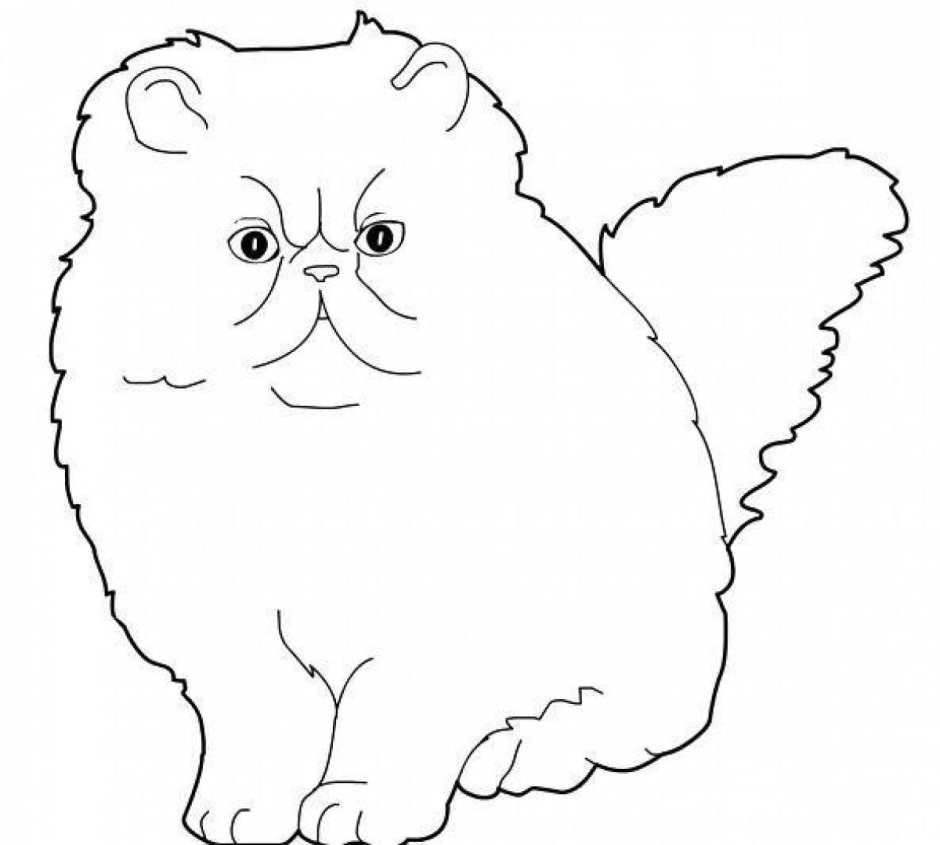 Персидская кошка раскраска