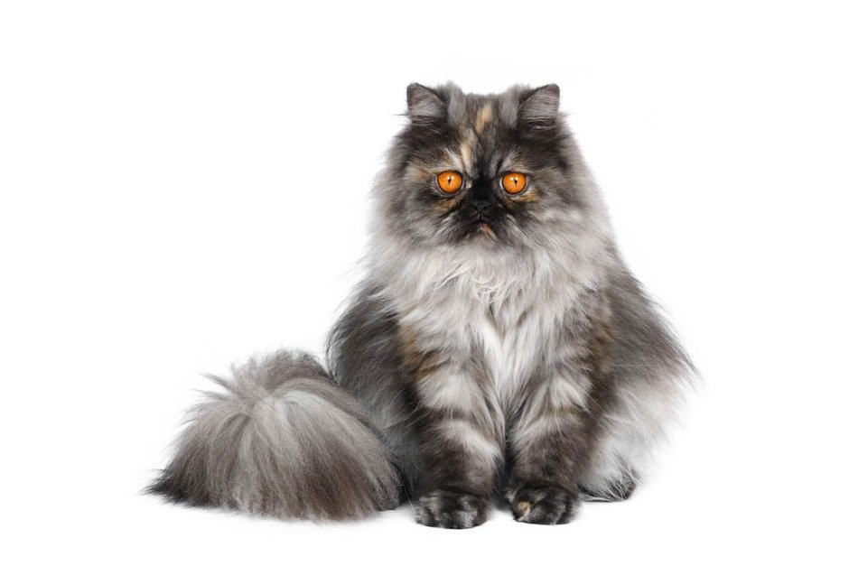 Персидская кошка