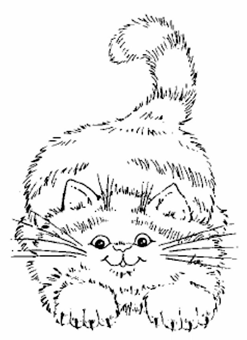 Пушистый котик раскраска
