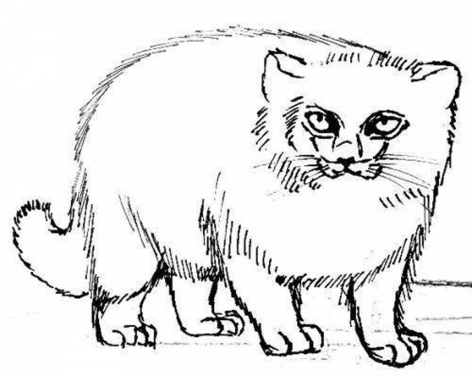 Раскраска Манул палласов кот