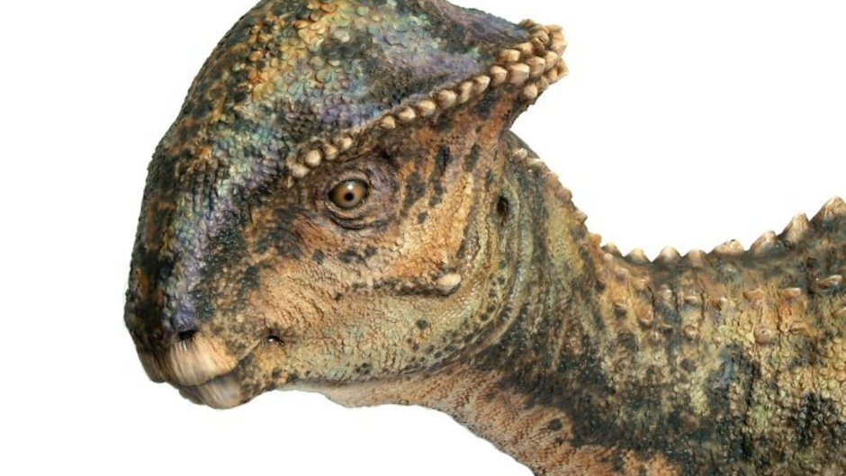 Стегоцерас динозавр