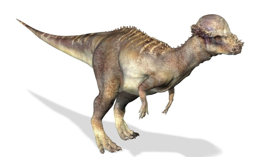 Пахицефалозавр арт