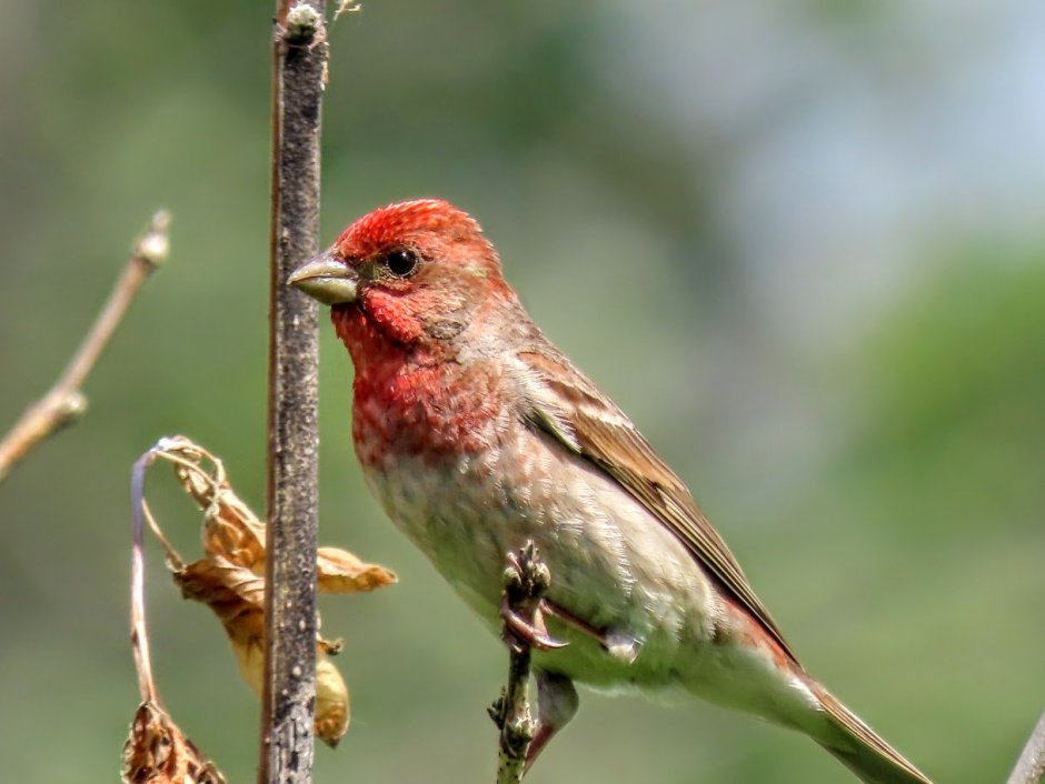 Сибирская чечевица