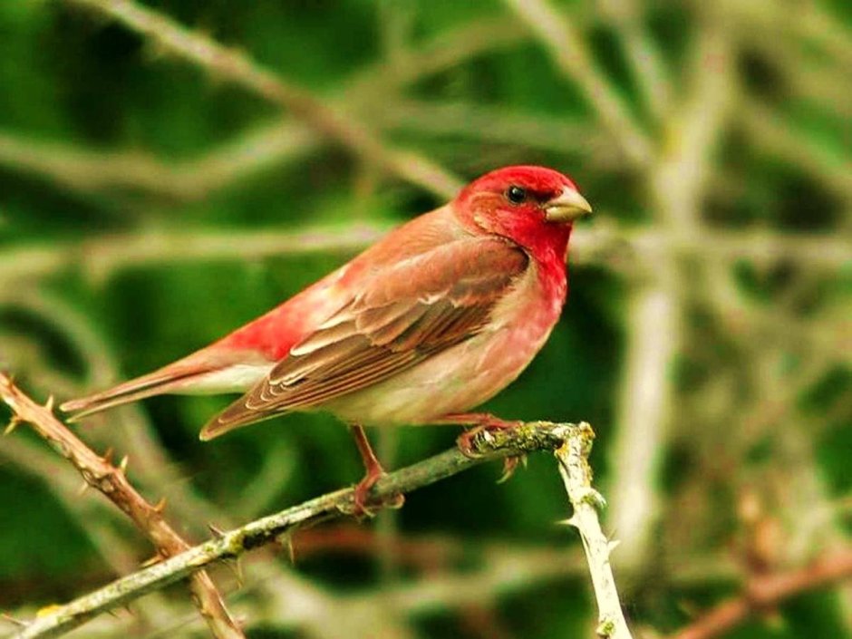 Красношапочная чечевица птица