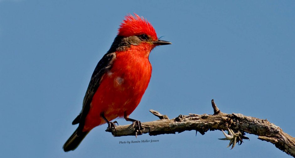 Птичка с красной грудкой и хохолком