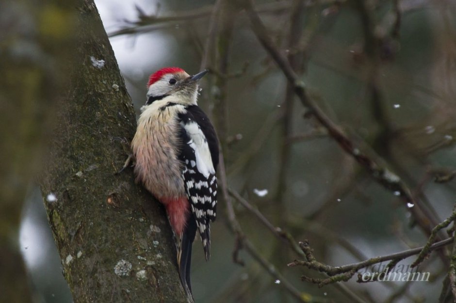 Дятел на белорусском