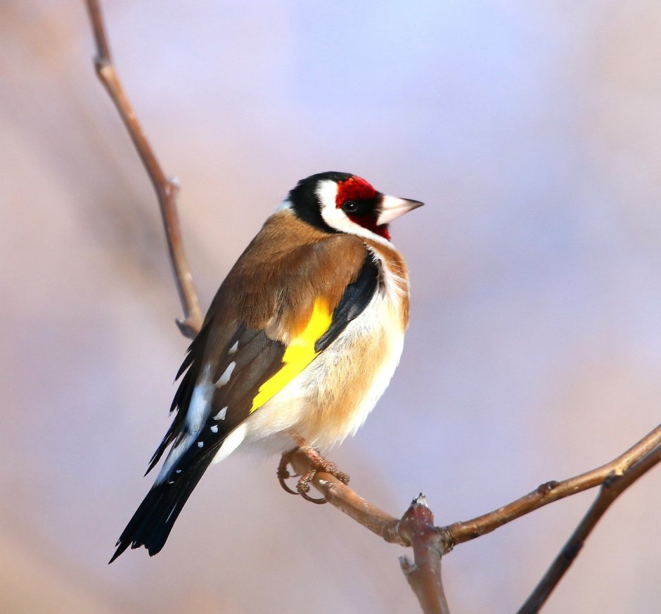 Толстоклювый щегол