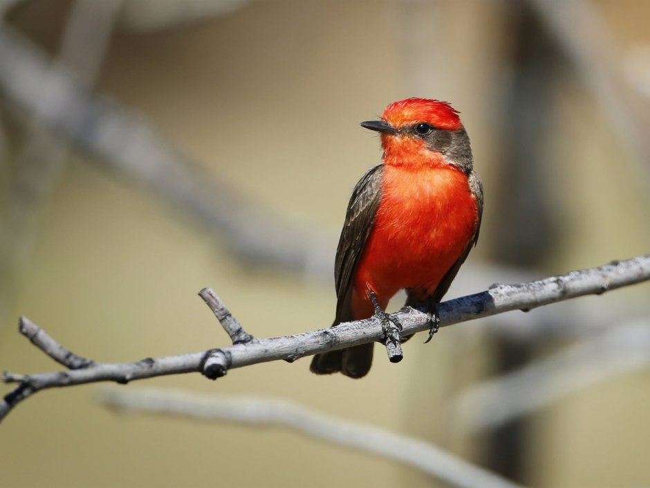 Птичка красный Кардинал