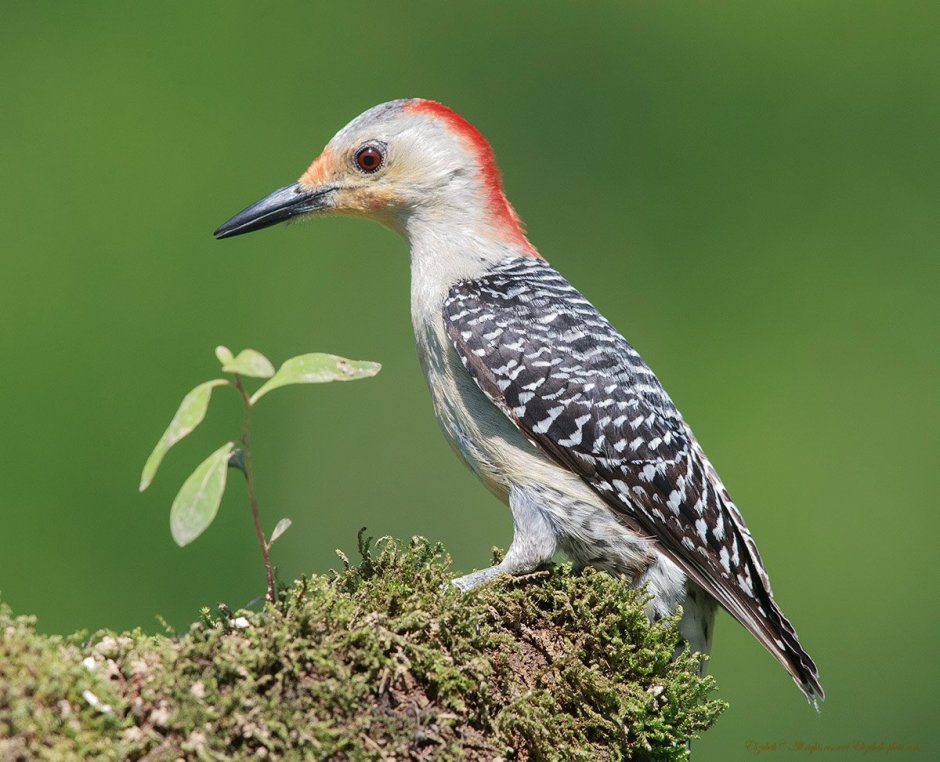 Каролинский меланерпес