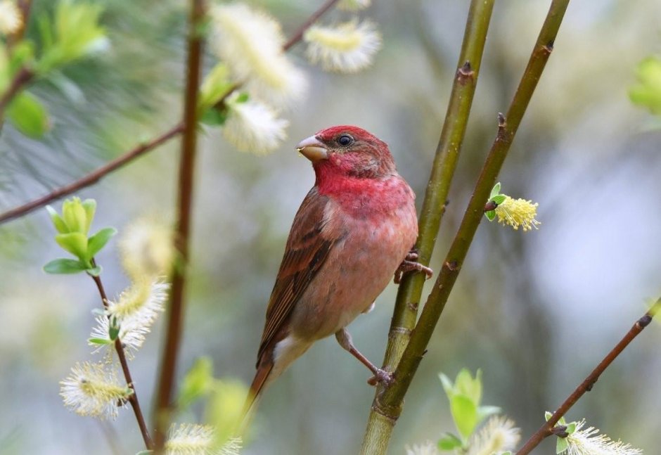 Птица красный Воробей чечевица