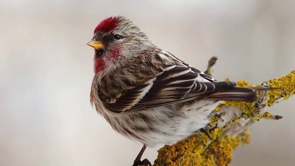 Серая птичка чечетка