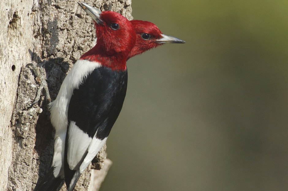 Птица с красной головой