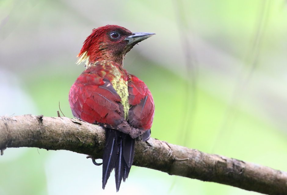Краснополосый зеленый дятел (Chrysophlegma miniaceum, Banded Woodpecker