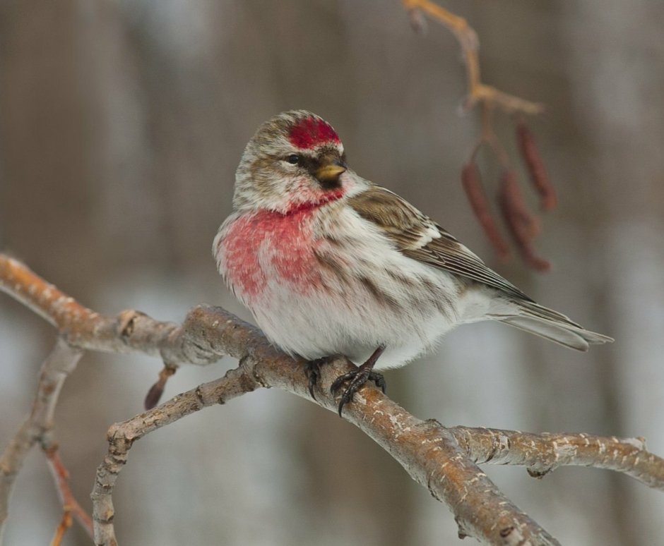 Чечётка (обыкновенная чечётка) (Acanthis flammea (Carduelis flammea))