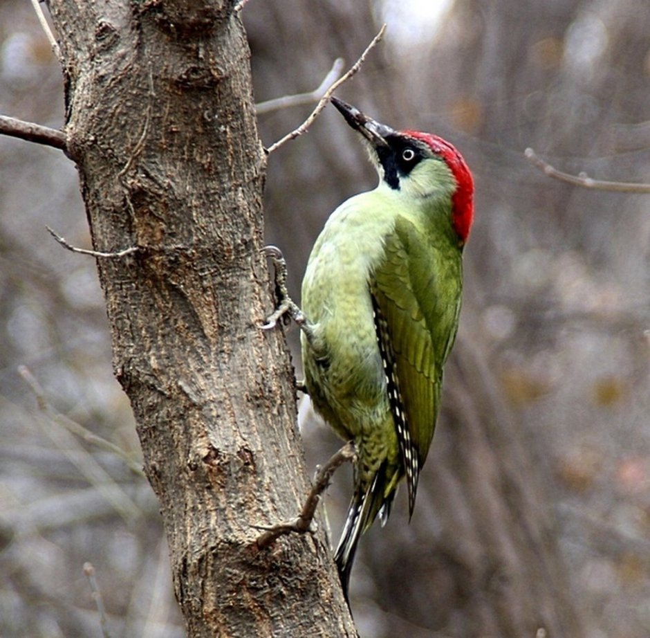 Краснохвостый дятел